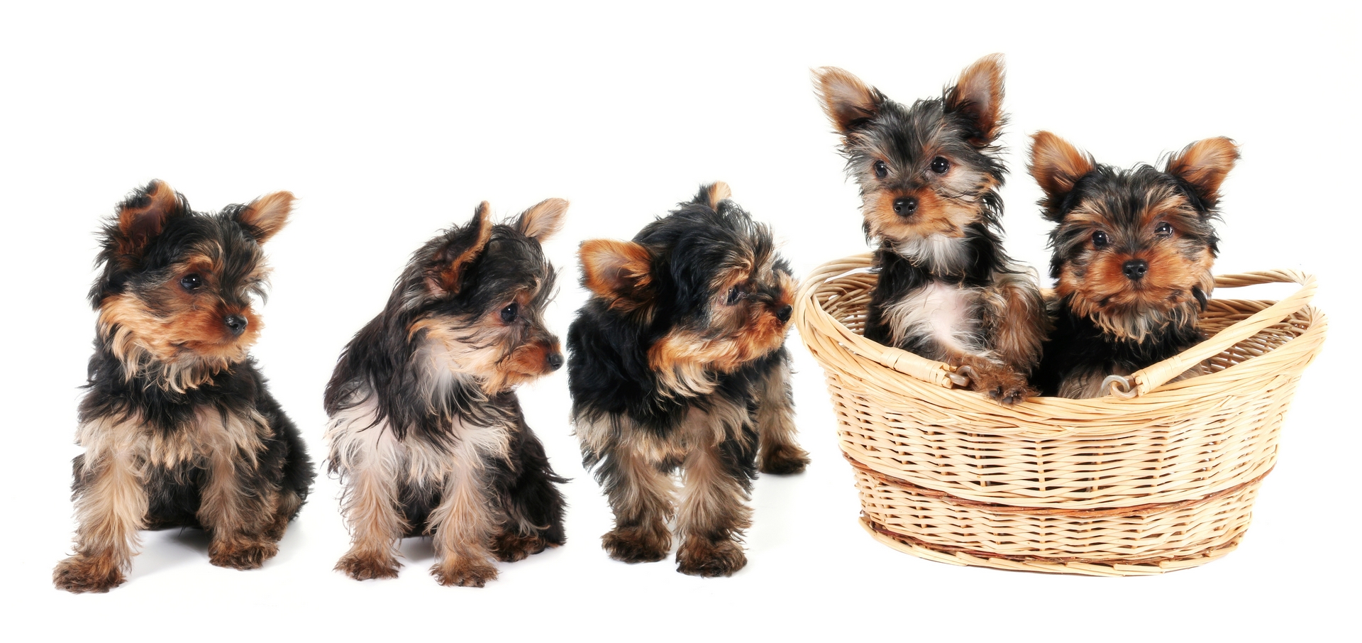 Looking for a Yorkie?